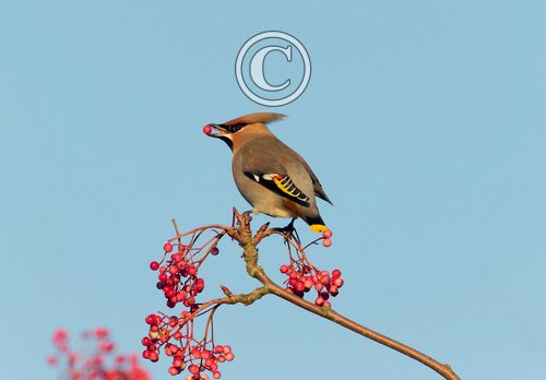 Waxwing DM1526